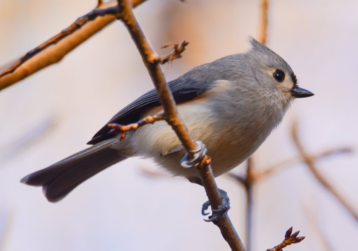 Tufted Titmouse keeping an eye on the Chick-A-Dees as usual since they know where the food is and love to sing about it. I guess they get over excited and put the word out. LOLOL

#greensboroboggarden
#tuftedtitmouse
#birdphotography
#birdpics
#birdpicsdaily
#naturephotography