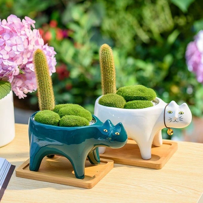 Perfect flowerpots #HappyCaturday https://t.co/EEdTWIysA0<a href="/tag/happycaturday"class="tags">#HappyCaturday</a>