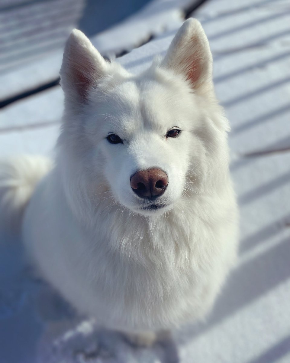 Happy Hanukkah to all who celebrate! 💙 What better way to kick it off than with SNOW! ❄️
