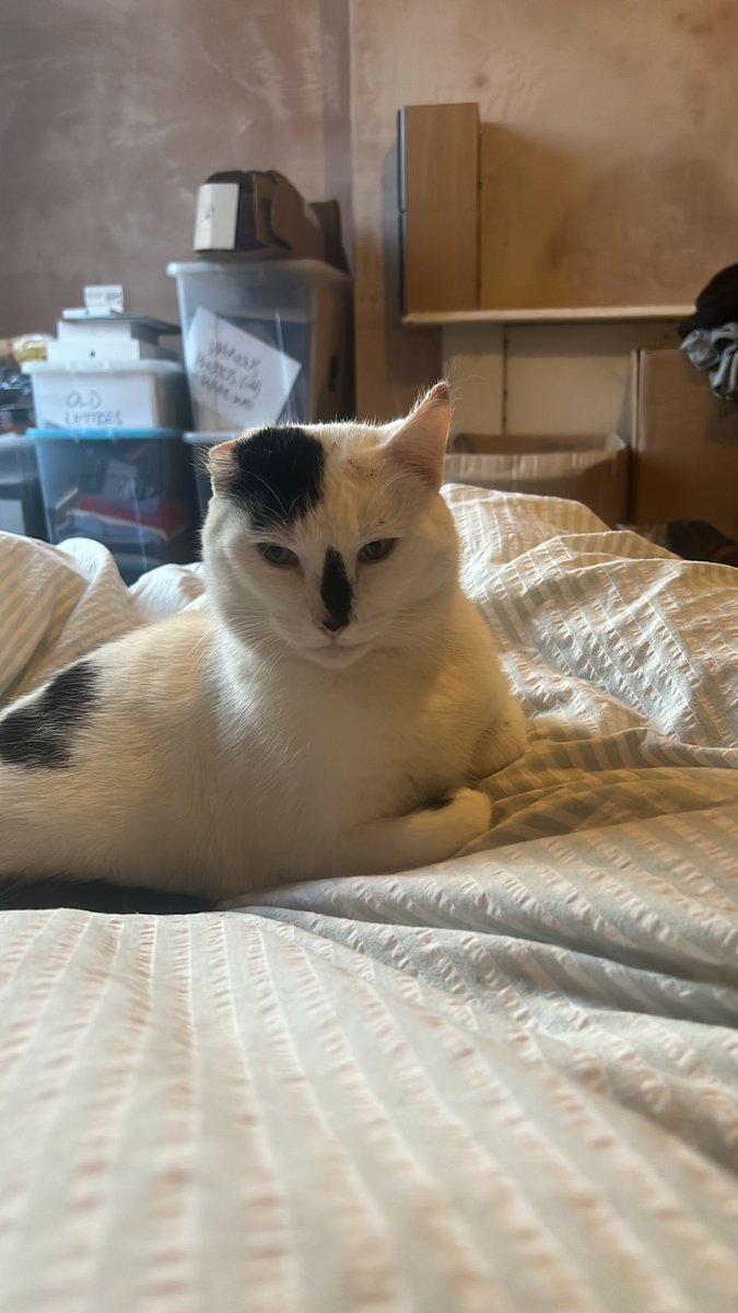 Just wondering that even though i have plenty of friends on Twitter i don't get many likes or much interaction. Is it that cats cannot see my tweets or am i just not that popular 😔 Do say hello if you see this tweet. 
Actually thinking of leaving Twitter #TheDailyVictor #cats