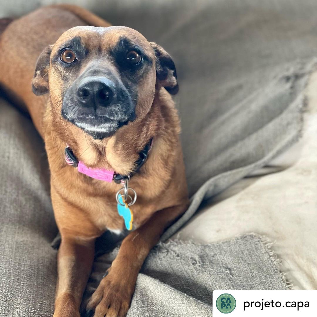 MarianaAidar's tweet image. Ajudem a divulgar por favor! 🙏🏻😔💔
A Gal fugiu em SP, ela mora na ciclovia do rio pinheiros na área do Jaguaré.
Não sabemos como ela escapou pois o local em que estava é todo cercado.
Ela esta com coleira e plaquinha de identificação. Por favor, me ajudem a encontrá-la! 🙏🏻🙏🏻