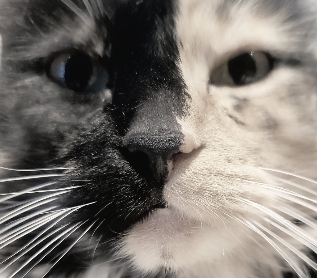 The greatest gift this holiday season 
Is likely already in your life 🐾 

#Family #Pets #Cats #Dogs #Caturday #CatLovers #CatsLife #DogsOfTwitter #Christmas #ChristmasTree #CatsOnTwitter #CatsOfTwitter #HolidaySpirit #HolidaysAreComing #SANTA #Xmas #holidayseason #XMAS2022 #Cat