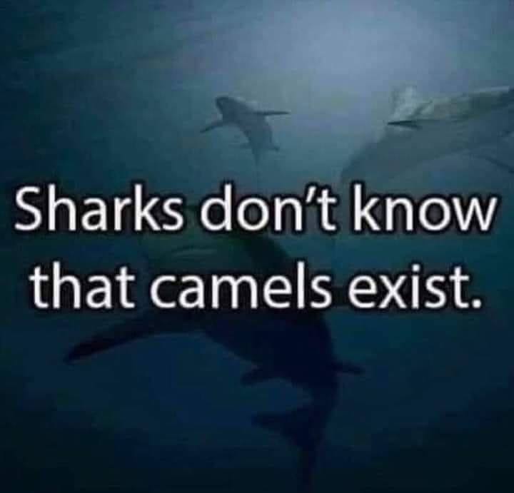 MarineShitposts's tweet image. 