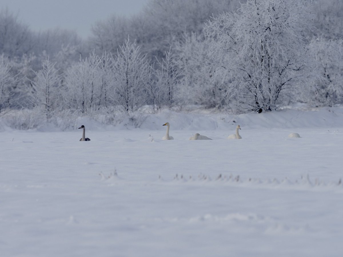LisaVergin1995's tweet photo. Swan #WinterWonderland today ❄️
#whooper #bewicks #swan https://t.co/zDmdsUWV1A