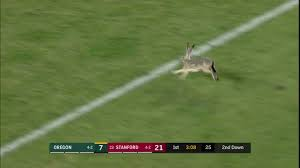 RabbitEveryHour's tweet photo. MVPs https://t.co/Iftb03TROd