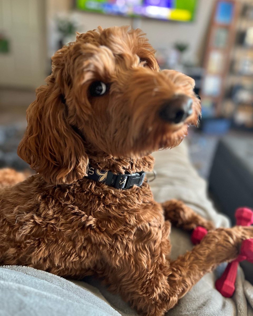 karcassidy's tweet photo. Handsome Boy 😃
#mrparkerjr #doodsoftwitter #doubledoodle https://t.co/suQyigQeXf