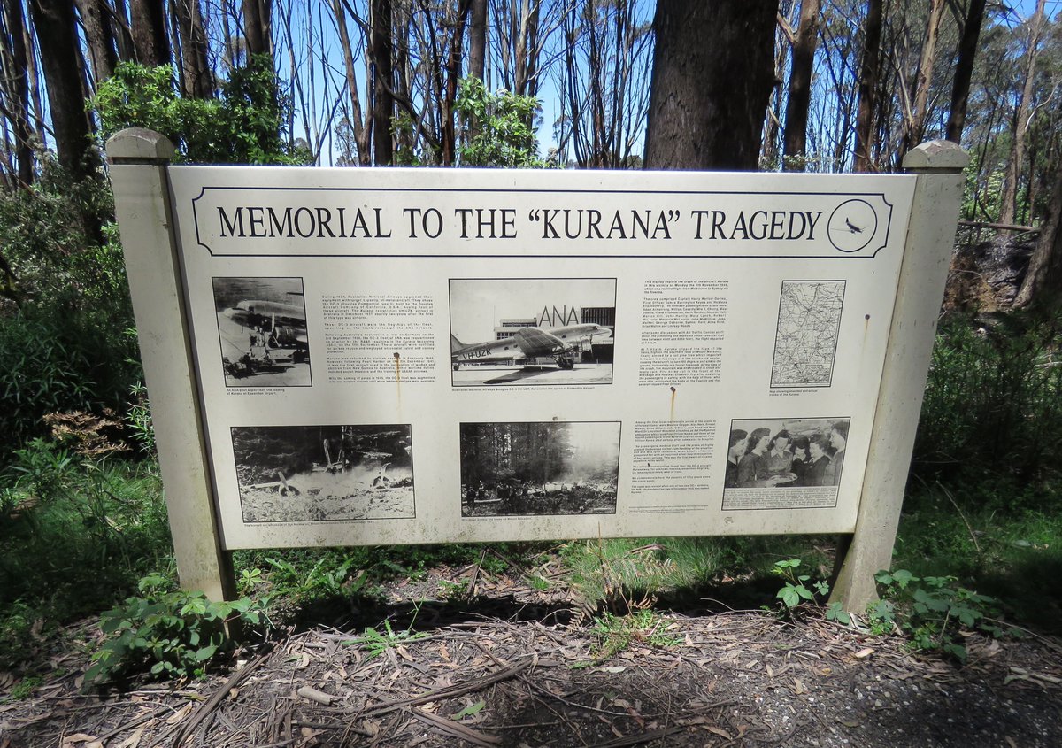 StuartWilliams_'s tweet photo. Snowy daisy-bush (Olearia lirata) at the site of the 1948 "Kurana" Douglas DC-3 crash #MountMacedon #Olearia #Asteraceae #ozplants https://t.co/9ngfMYELC5