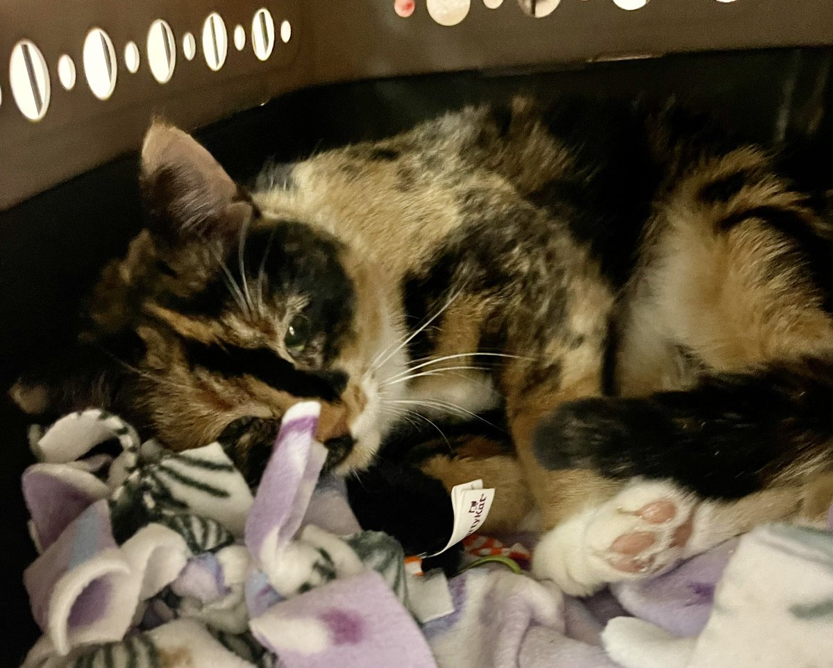PetHaven_MN's tweet photo. Cat Meet and Greet happing NOW at Pet Haven! Come see us at 505 Minnehaha Ave West St Paul 55103 (between Dale and Western) #catadoption #cats #thingstodotoday https://t.co/dEQY31IaQs