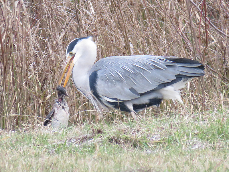 In eerste instantie dacht ik dat de blauwe reiger een vis niet goed doorgeslikt kreeg. Maar hij was een dodaars aan het verdrinken.