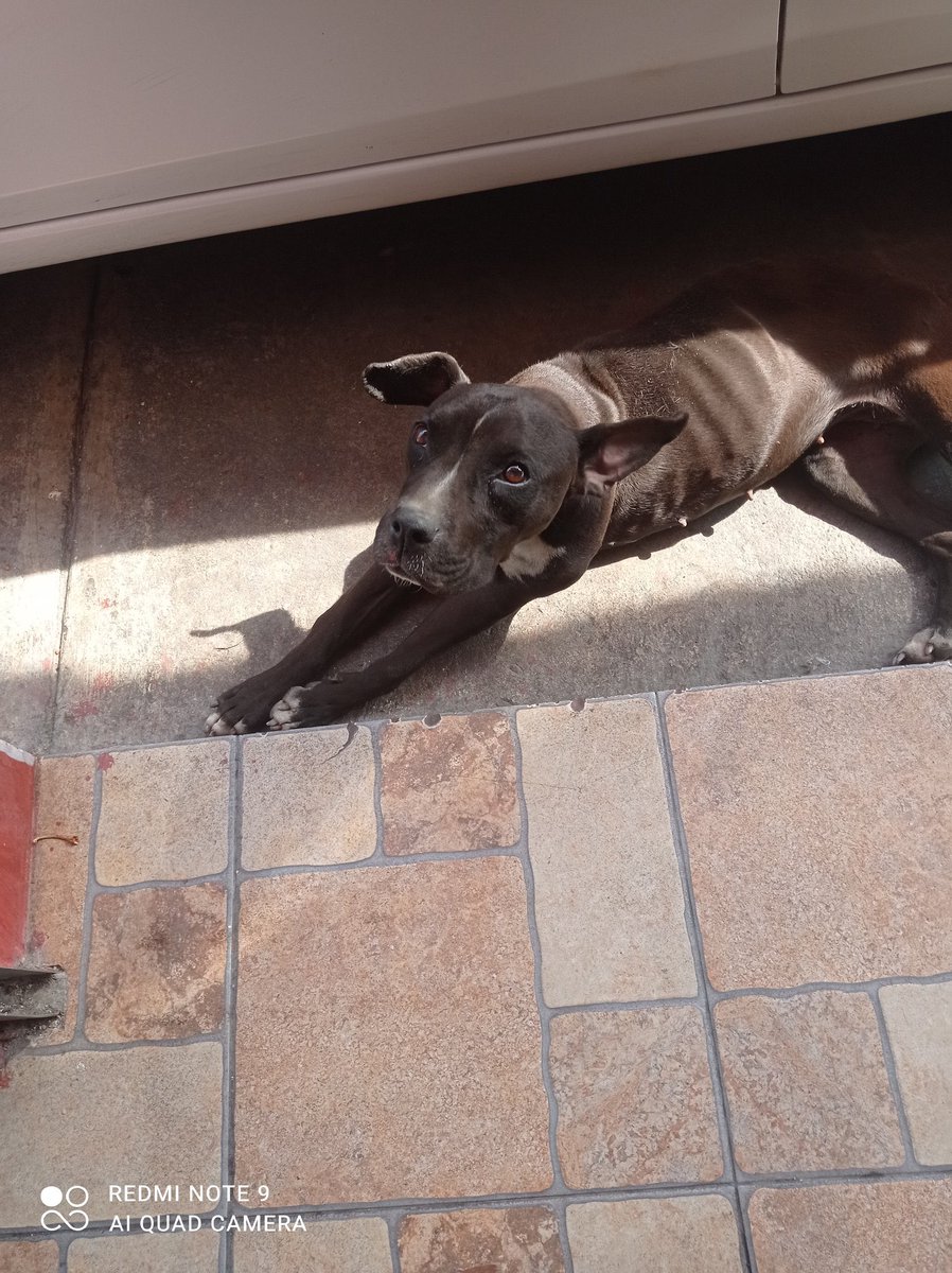 HELA_MORE's tweet photo. Chicos,alguien que tenga un lugarcito para resguardar a esta perrita?? 
Vean lo delgada que está 😭
Es muy dócil,convive bien con otros perritos. 🤍
Alguien que pueda tomar su caso??
Nos comprometemos a difundirla hasta su adopción 🥺♥️ #CDMX https://t.co/28Pfi3flRz