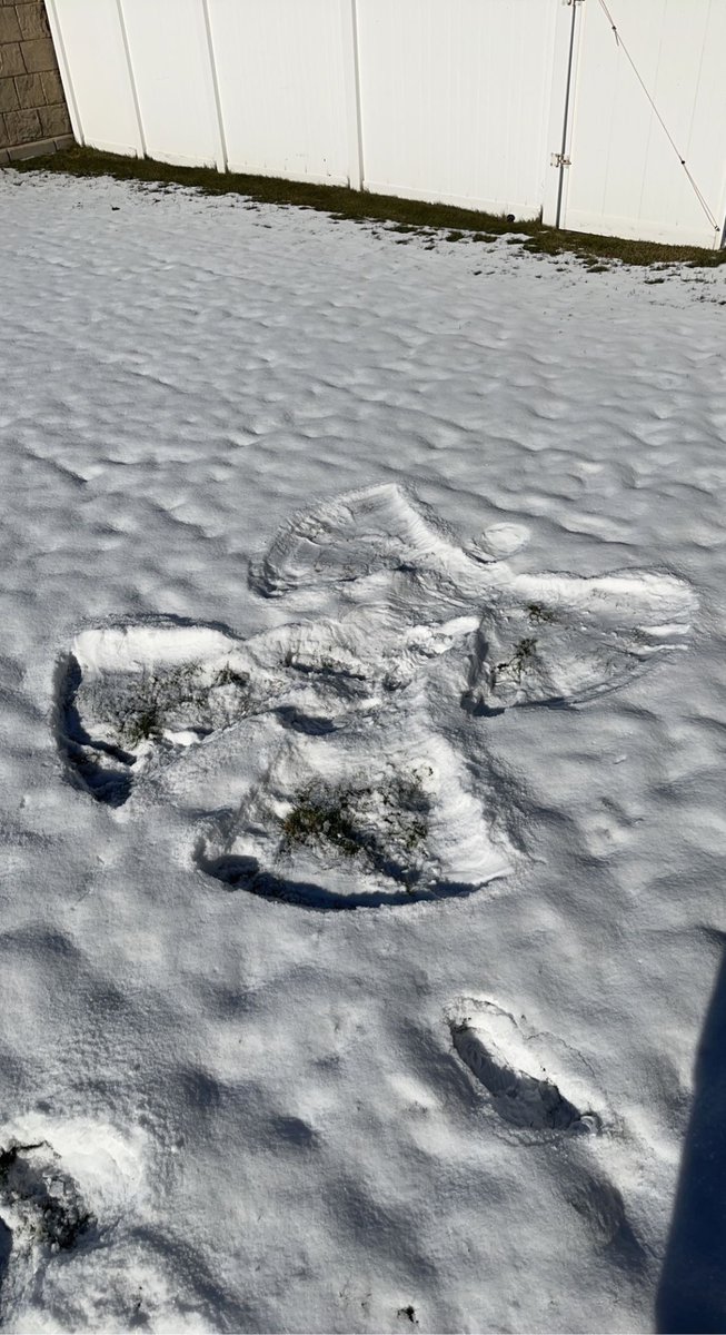 halfs_only's tweet photo. first snow angel ✅ https://t.co/zlq8MQsO1Y