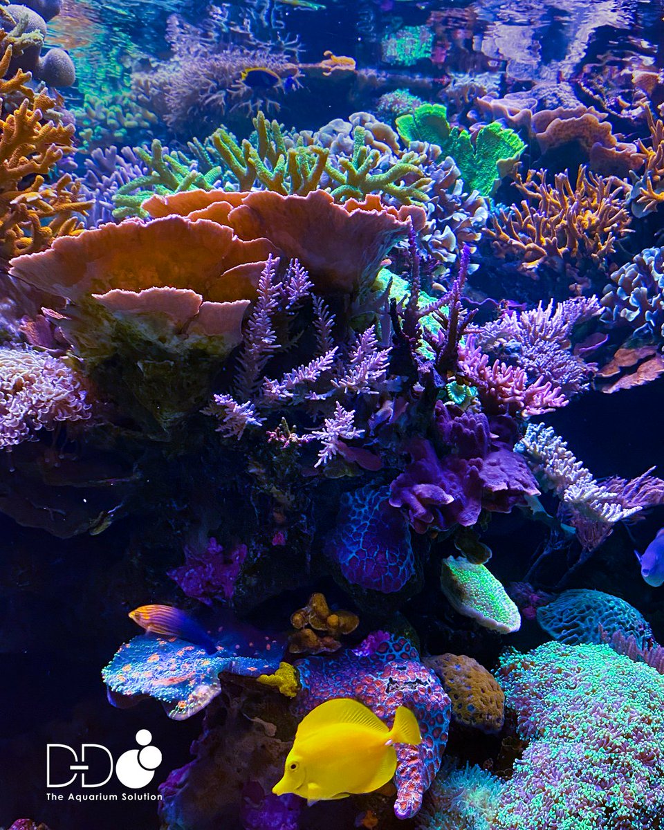 TheAquariumSoln's tweet photo. #theaquariumsolution
#davidsaxbyreef
#dd
#ddtheaquariumsolution
#aquaillumination
#polyplab
#clarisea
#h2ocean
#deltec
#rowa
#reefaquarium
#marineaquarium
#saltwateraquarium
#reefporn
#reefkeeper
#aquascaper
#coral
#reef
#reefers
#fishtank
#aquarium https://t.co/286ClkNxcZ