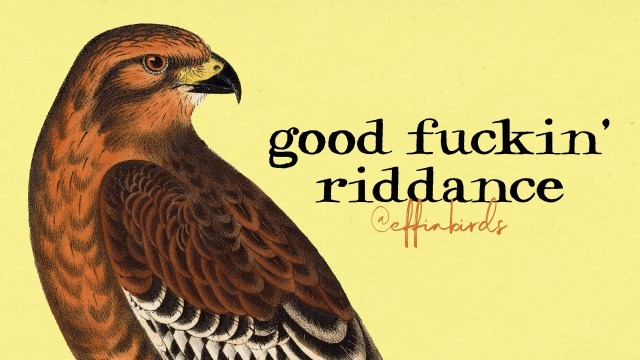 Effin' Birds (@effinbirds) on Twitter photo 