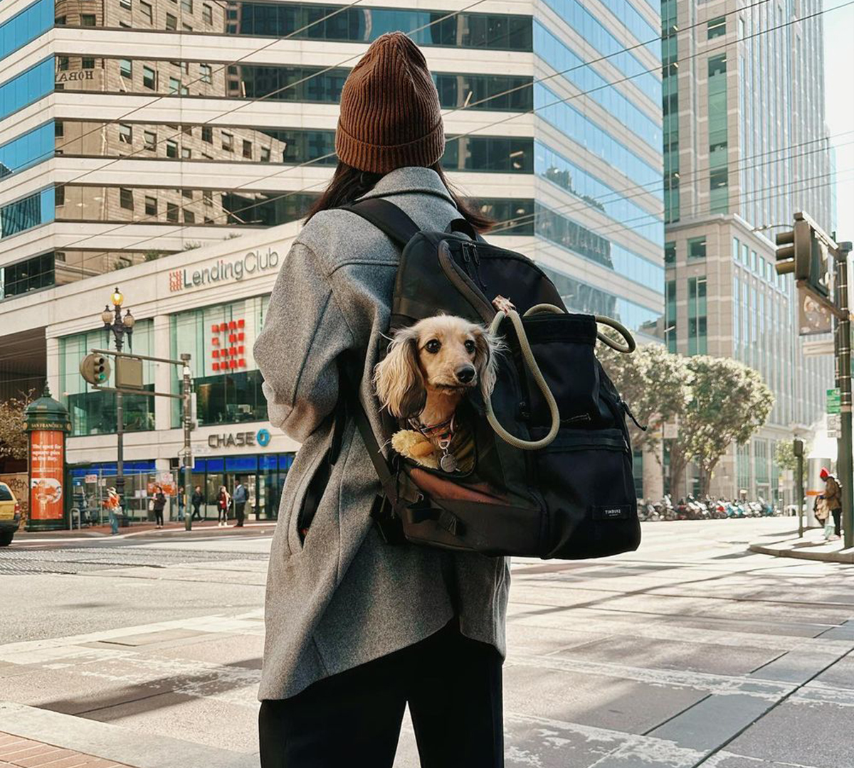 timbuk2's tweet photo. Cooler temps keeping you indoors? Pfft. Not for this bundled-up pup. 🐶 #Muttmover #Timbuk2 #BagsAndBuds
Shop Muttmover: https://t.co/rMnYwCYDay https://t.co/7p0CNBE7hV