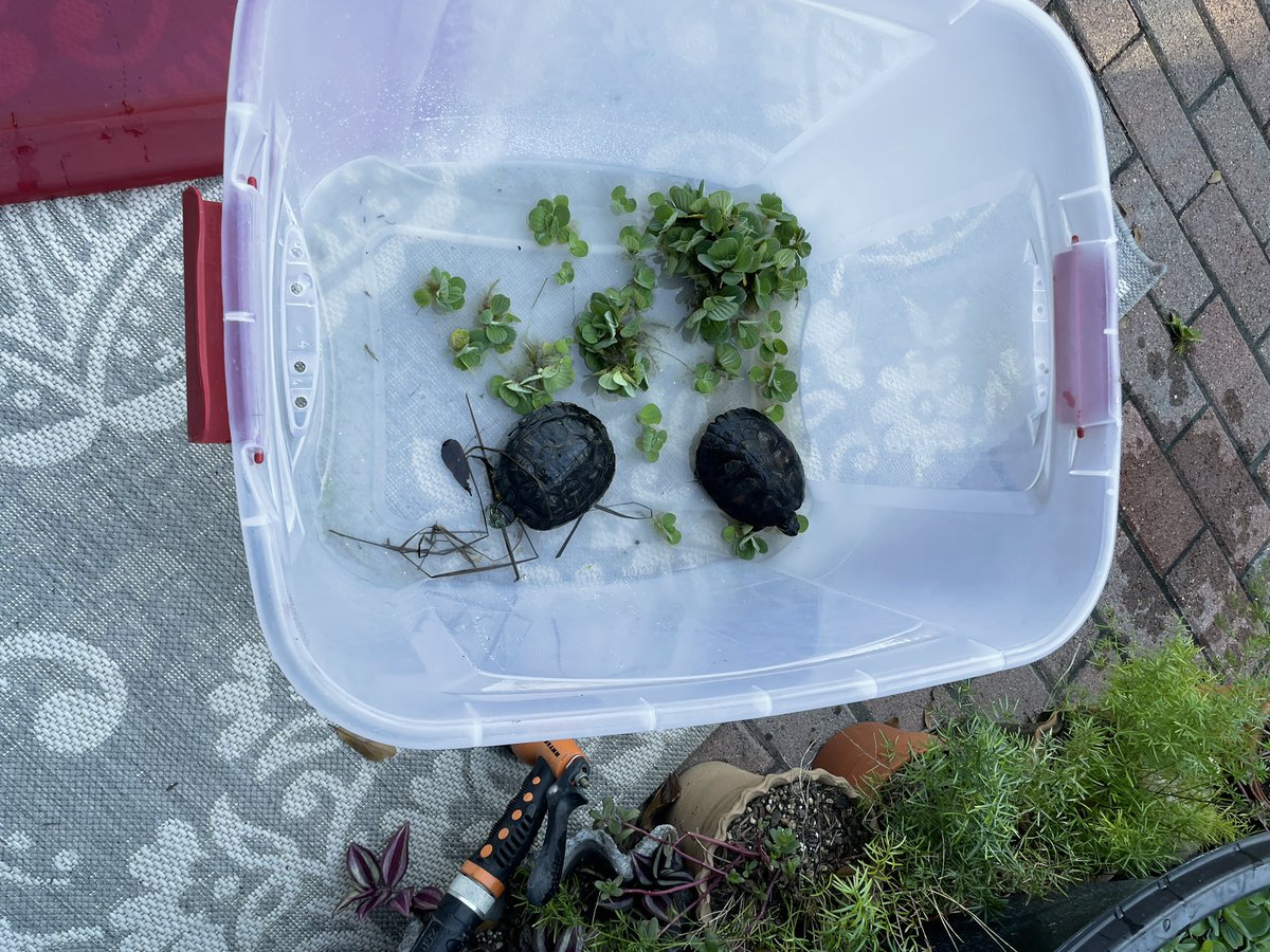 NolaBubble's tweet photo. When a freeze is coming and the turtles need to come inside… The gumbo pot seemed just WRONG, so they’re in a plastic tub for the holidays. #nolaproblems https://t.co/jaZiUcEX2W