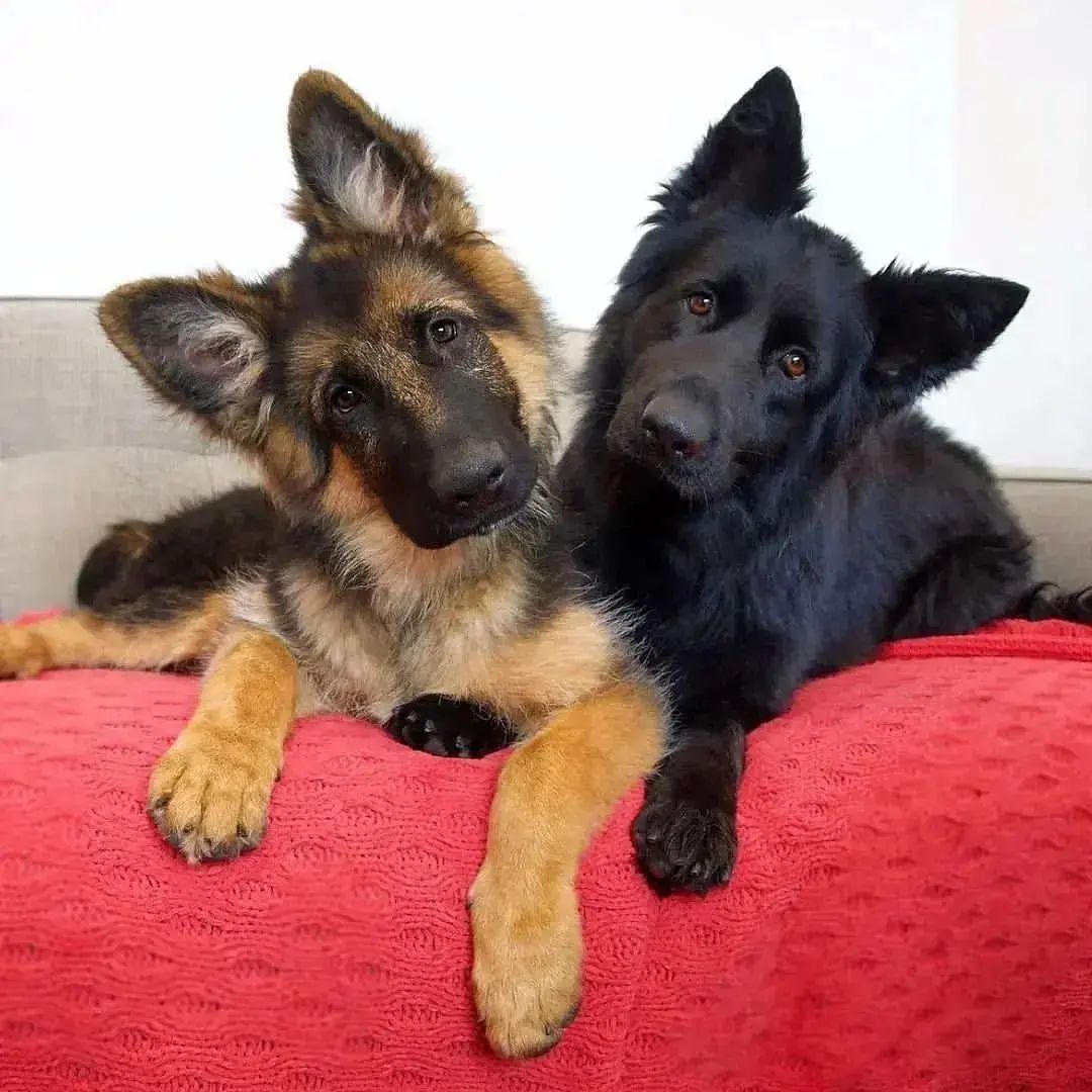 gsdheart's tweet photo. Say "Yes" if you are a #Germanshepherd mom or #Germanshepherddad or a crazy Germanshepherd lover!! https://t.co/ZHJdtL4rqr