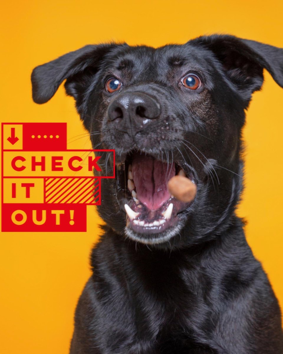 Pawstries tweet media