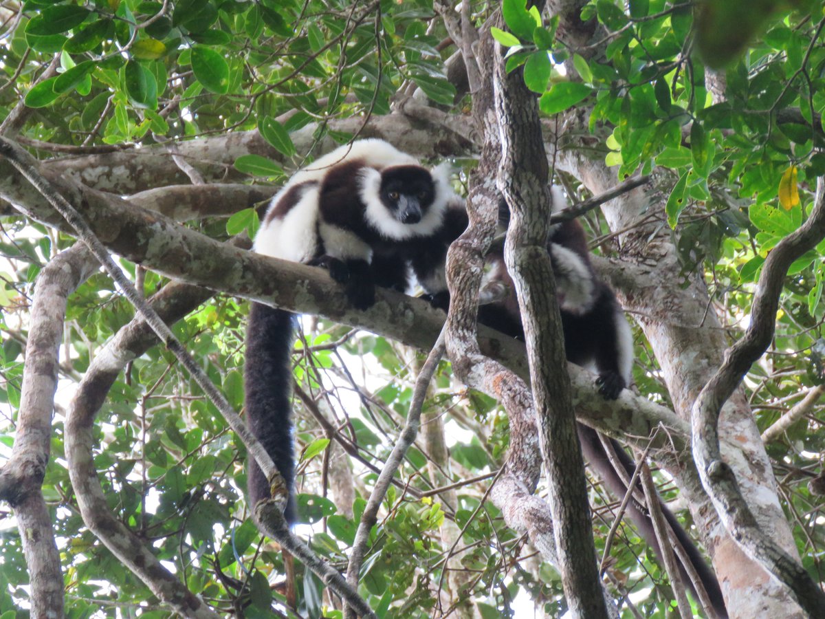 T_Andrevory's tweet photo. Two critically endangered species of sympatric lemurs coexist in the Betampona Nature Reserve. #P_diadema; #V_variegata https://t.co/yqtyWJoZSQ