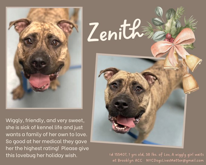 ckarr2's tweet photo. If you want to know how much #NYCACC "care" center cares, know that #Zenith has been DEAD for two days, 12/16, but they didn't bother to tell us &amp; still haven't publicly updated, just let us all keep working to save her. THEY ARE MONSTROUS, REPUGNANT, CRUEL, DISRESPECTFUL TO ALL. https://t.co/kO92rix47Y