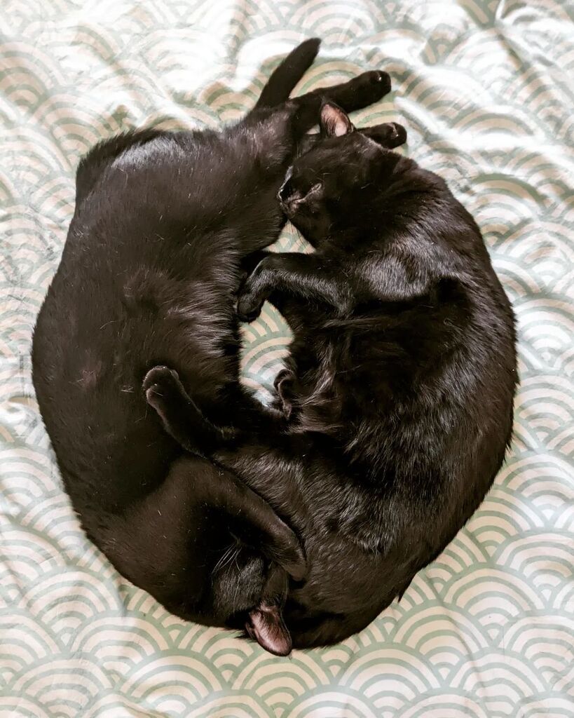 The Whispering Tree tweet media