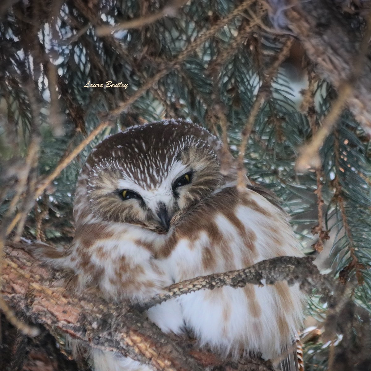 It's -24c at my house & it's #ChristmasBirdCount day. 
1 frosty cutie #northernsawwhetowl sitting where I captured him/her the other day, but no mouse today that I could see.