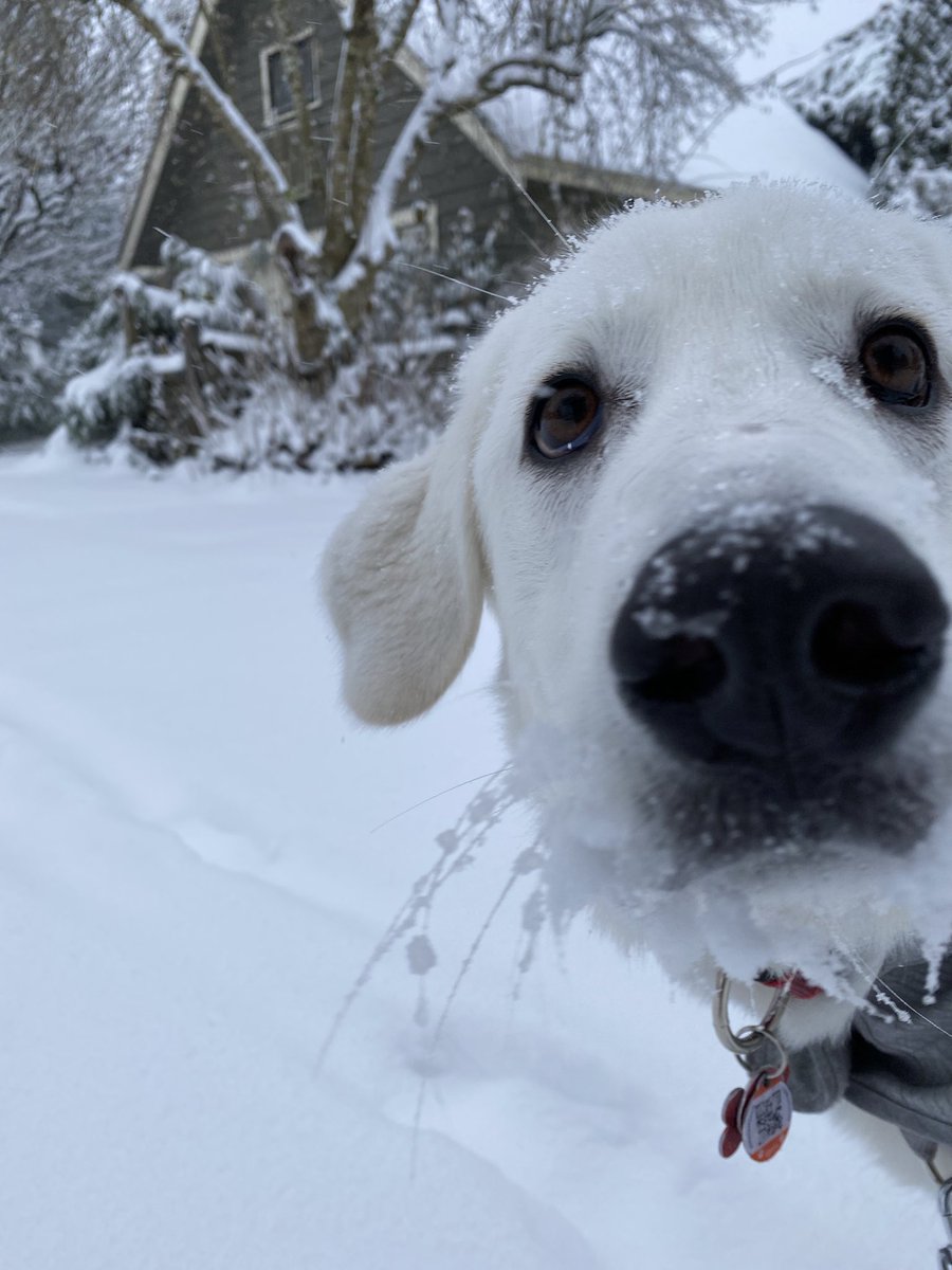 Did you know there’s a lot of snow out (t)here?! #NewWest #BCSnow #ElsietheGreat