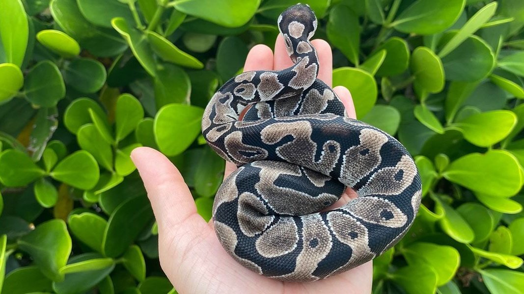 XYZReptiles's tweet photo. Top 5 Awesome Pet #Snakes of 2022
https://t.co/vBkU3AxYke
#BallPython #BabyBallPython #BallPythonMorph #PythonRegius #RoyalPython #Snake #Pets #Reptiles https://t.co/NhJF8lTM3B