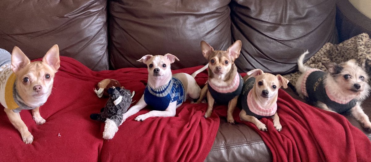 We are all ears,listening for #Santas sleigh. 
#dogsoftwitter #dog #dogs