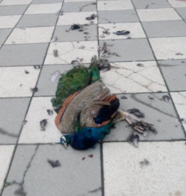 gatopormadrid's tweet photo. Hoy un perro suelto en el jardín de Cecilio Rodríguez ha matado a un pavo real. 

En este recinto está prohibido entrar con perro. https://t.co/r8XPlHomzi