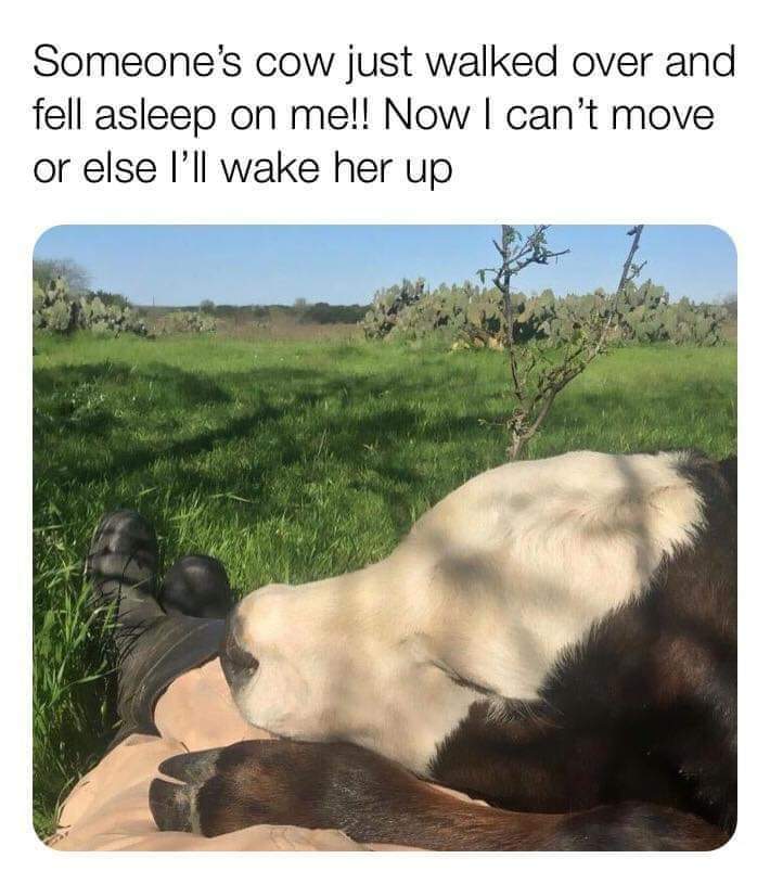 WholesomeMeme's tweet photo. https://t.co/s7ngaX5ZRy