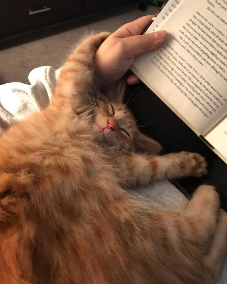 siriusthequeen's tweet photo. https://t.co/ZfoNHHM2HD