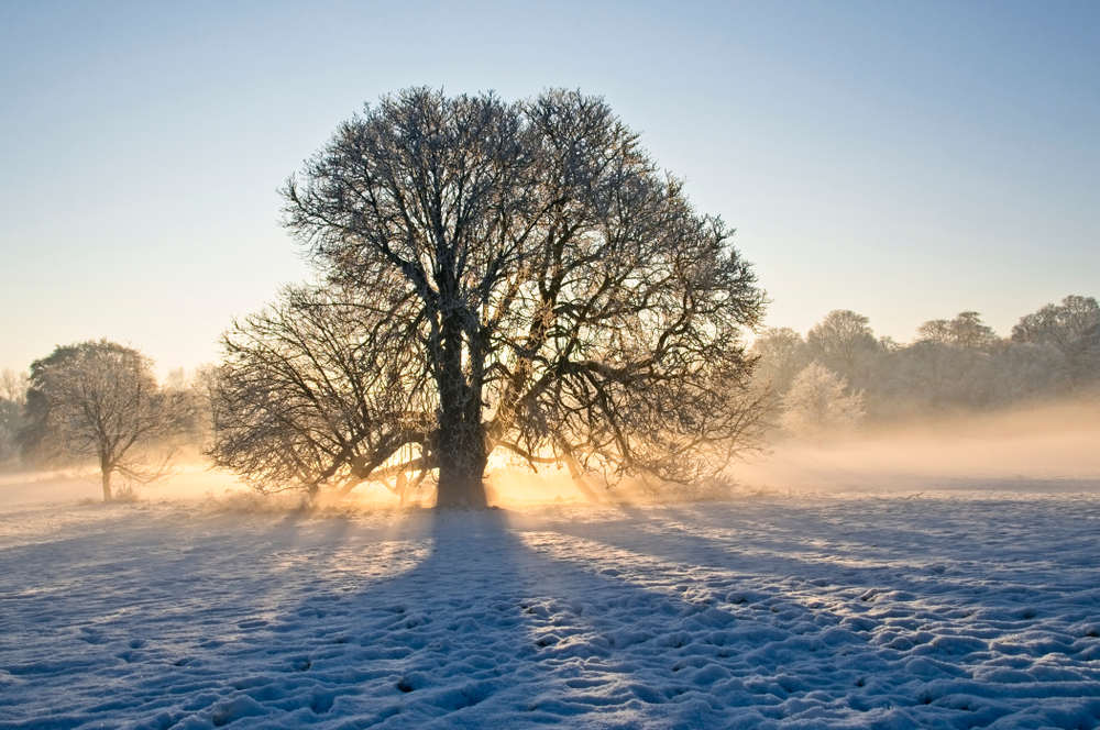 McCormackLawyer's tweet photo. December Newsletter from McCormack Solicitors - https://t.co/DFtfLbnih8 https://t.co/dufyf7Km6o