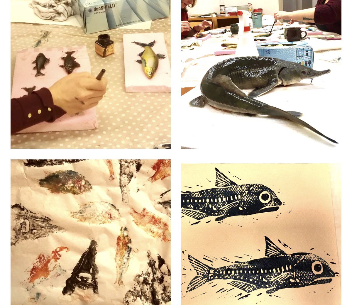 zuzmus's tweet photo. Another issue of Gyotaku and linocut event in our FishEvo lab:-) Beautiful outcome of some fish art pieces created by my students. #WeLoveFish https://t.co/lRVAhid1lg