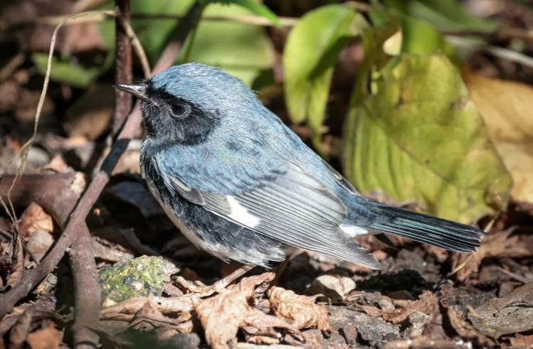 Mandy83041670's tweet photo. Black -throated Blue Warber ， The Ramble is the best place to stop in Central Park when the forest warblers migrate each spring and autumn.
#birdphotography
#Canon
#TwitterNatureCommunity
#BirdTwitter
#smallbird
#photography
#birds
#birdwatching
#birding
#wildlifephotography https://t.co/WATHltE6yq