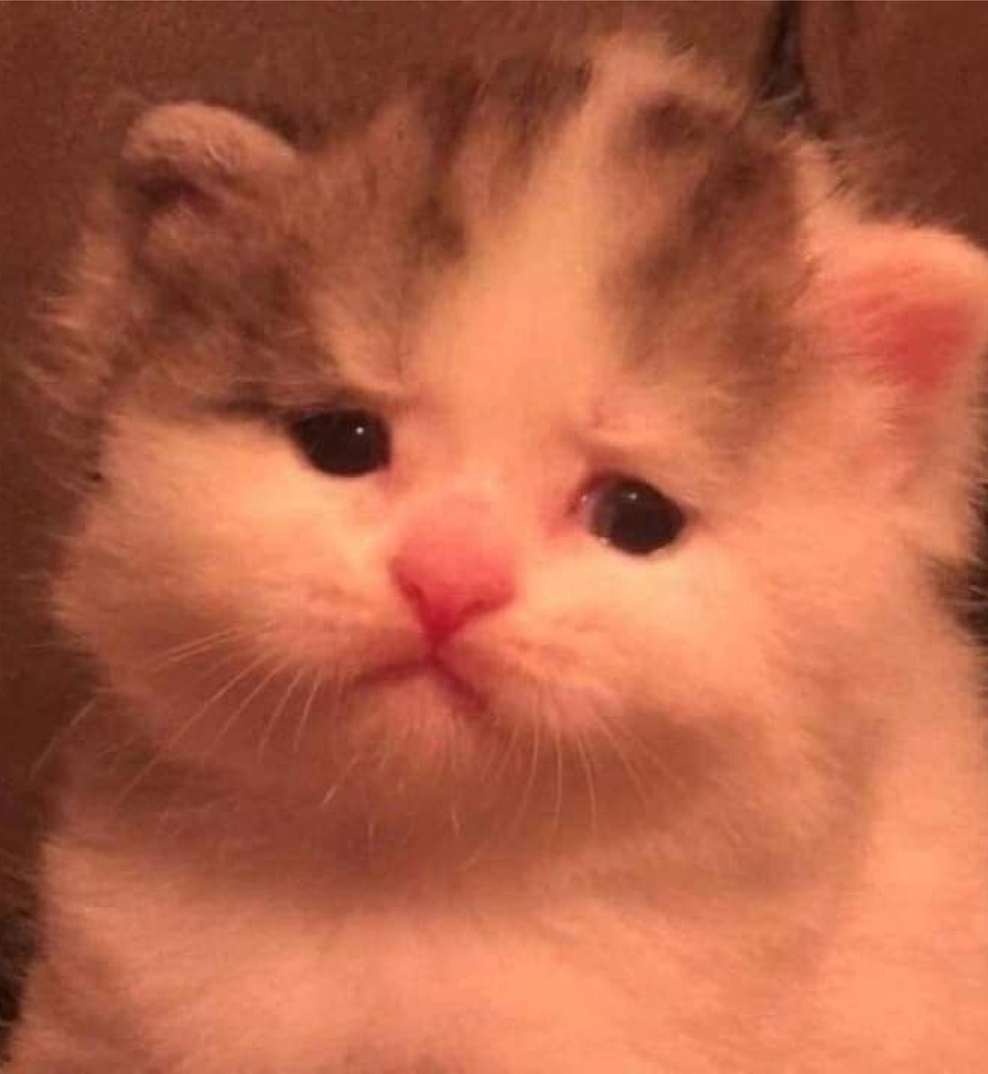 kapebeansies's tweet image. 