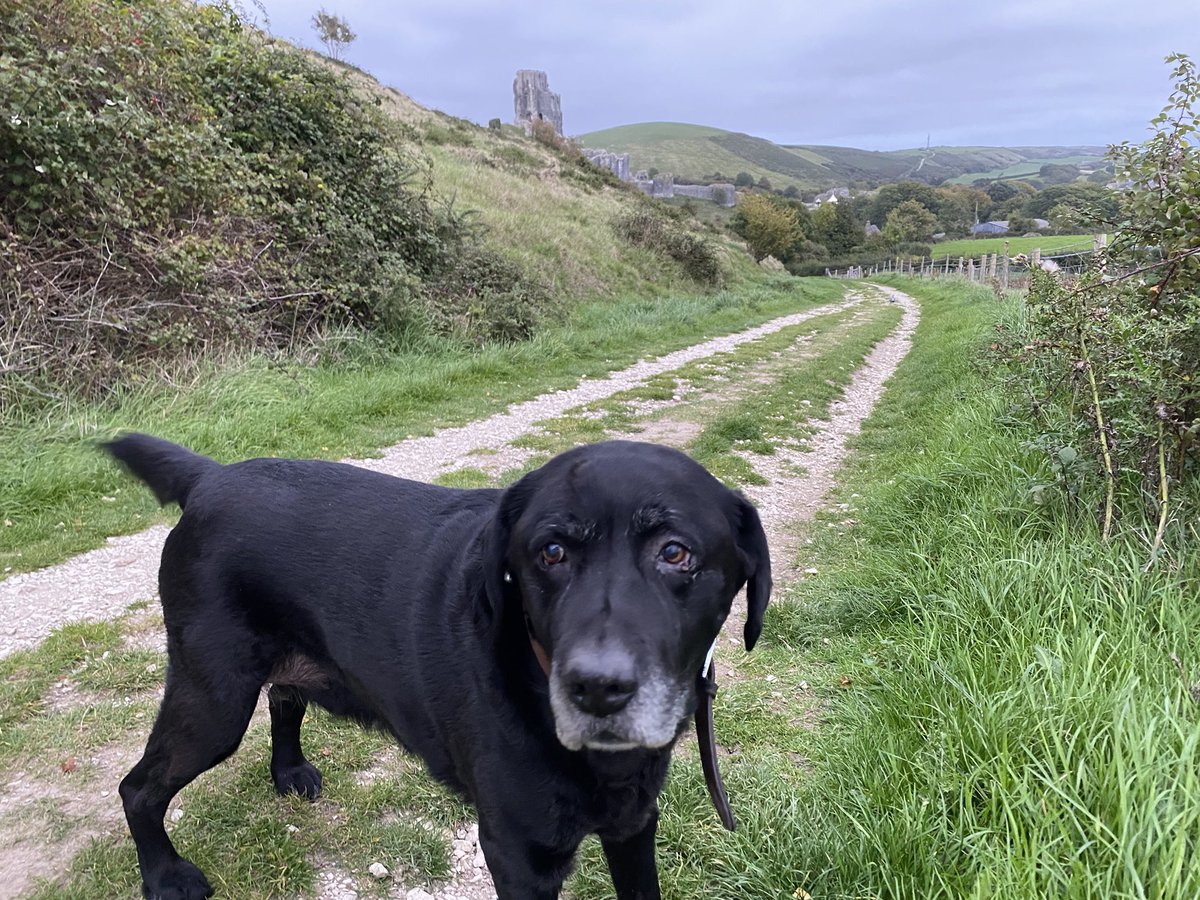 This week was Bojar (pronounced Bo-yar) our Dog’s 15th Birthday! He is still here and happy. 💪🏻🦿 #AlexandersJourney #Dog #dogsoftwitter #Birthday