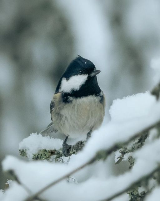 Kuusitiainen 🐦 #kuusitiainen #coaltit #total_winter #bns_nature #ig_week_nature #passion_4_living_photos #nuts_about_... dlvr.it/SfZVFm