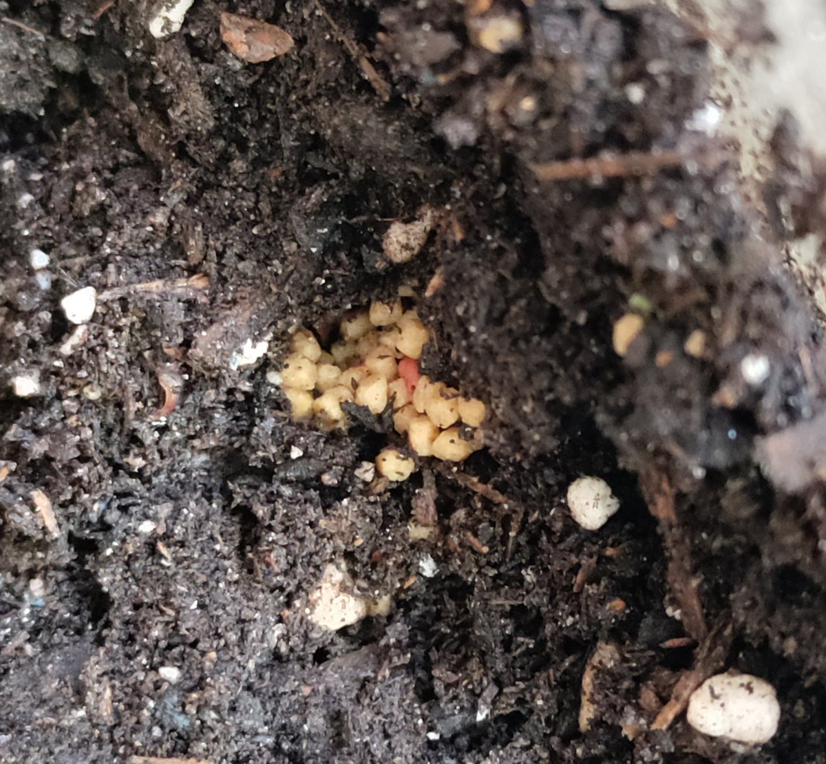Ahkahna's tweet photo. In case anyone was curious, earwigs cache food! I'm moving my colony to new digs and found their stash!
I feed mine high quality fish pellets, so that's what you're looking at here. https://t.co/nymxJaJVy3