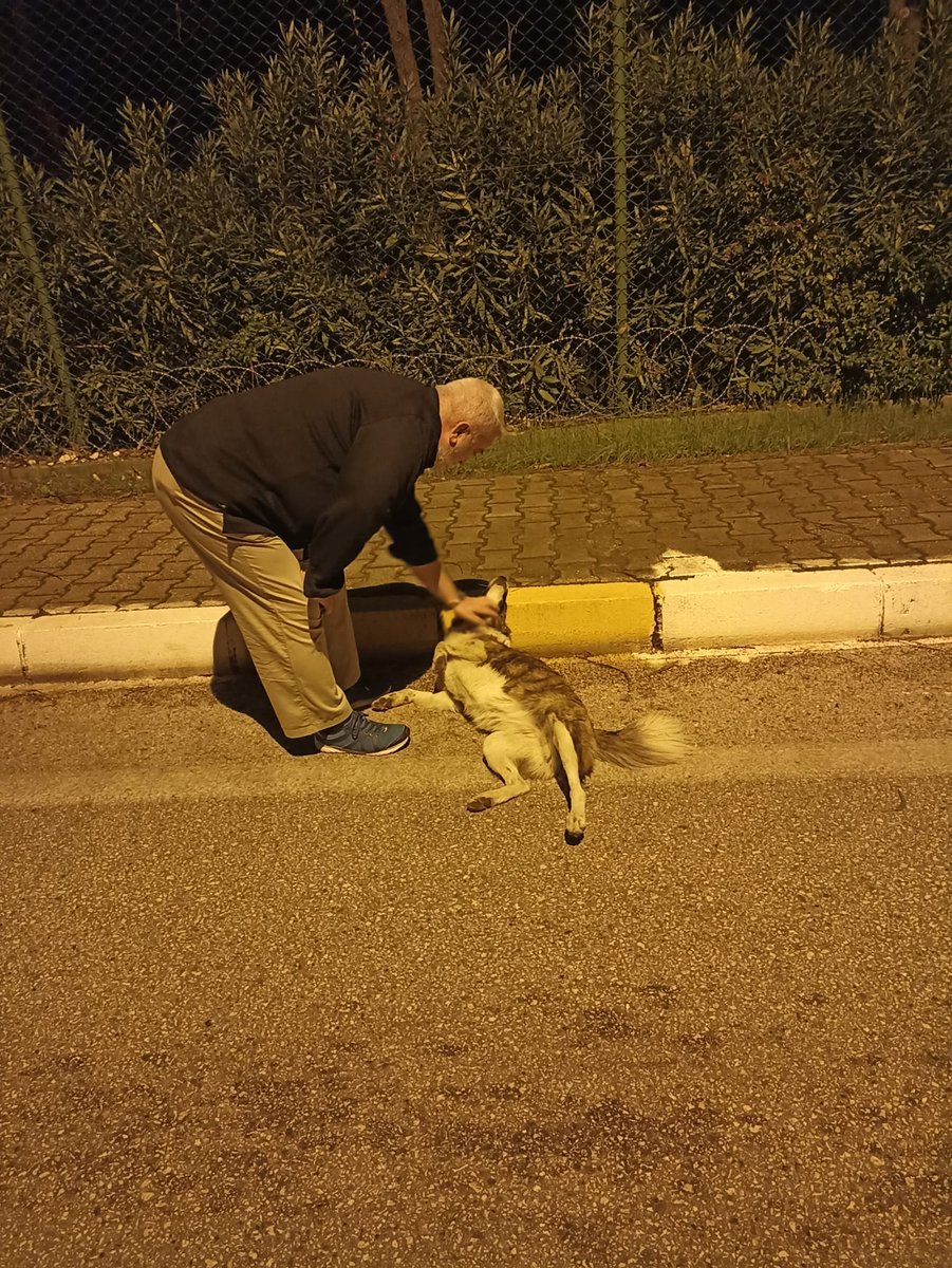 Erdogan_Mr's tweet photo. Biri yolumuzu kesti, sevgi istedi yerlere yattı gıdısını dakikalarca sevdirdi, sonra selamlayıp gönderdi. Biri şefkat ve yiyecek istedi. Bir diğeri ilgi istedi ve hepsi aldı isteklerini...
 Vesile olmak çok güzel, şiddetle tavsiye edilir. https://t.co/L3ByZ57024