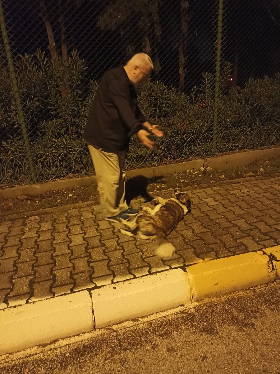 Erdogan_Mr's tweet photo. Biri yolumuzu kesti, sevgi istedi yerlere yattı gıdısını dakikalarca sevdirdi, sonra selamlayıp gönderdi. Biri şefkat ve yiyecek istedi. Bir diğeri ilgi istedi ve hepsi aldı isteklerini...
 Vesile olmak çok güzel, şiddetle tavsiye edilir. https://t.co/L3ByZ57024