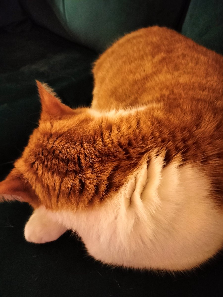 LokiLeonardo's tweet photo. Having a snooze and my human is photographing my ruffles 😯 ❤️🐈‍⬛ #CatsofTwittter https://t.co/H7T7apXTOL