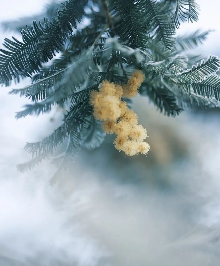 Phil King tweet media