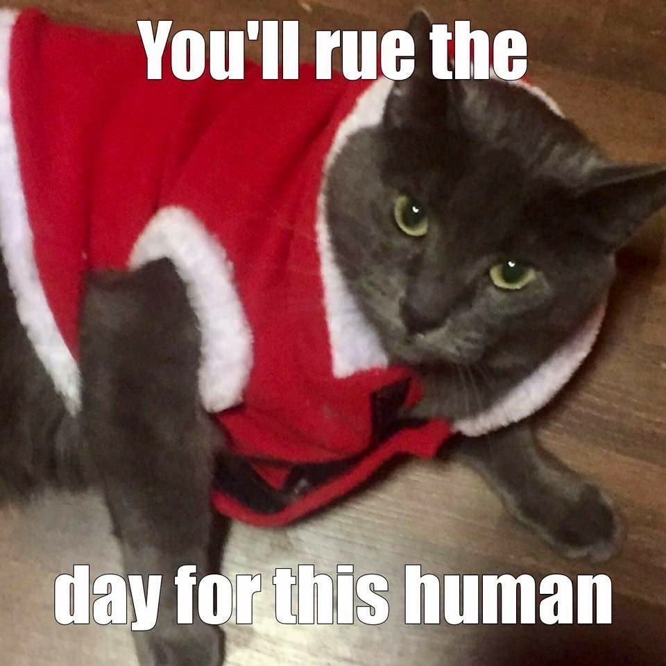 I posted the original to Facebook and a friend made this. Perhaps dressing Loki in a Santa suit was not my best idea.