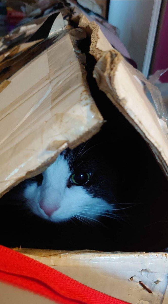 DotAndBella's tweet photo. I found an excellent place to supervise the Crispmouse tree decorating... The box it came in! Have a lovely night everyfur. Love and purrs Dottie 🐱💕💕🎄🎄 #catboxsunday #hedgewatchxmas https://t.co/5OqJQkwNmS
