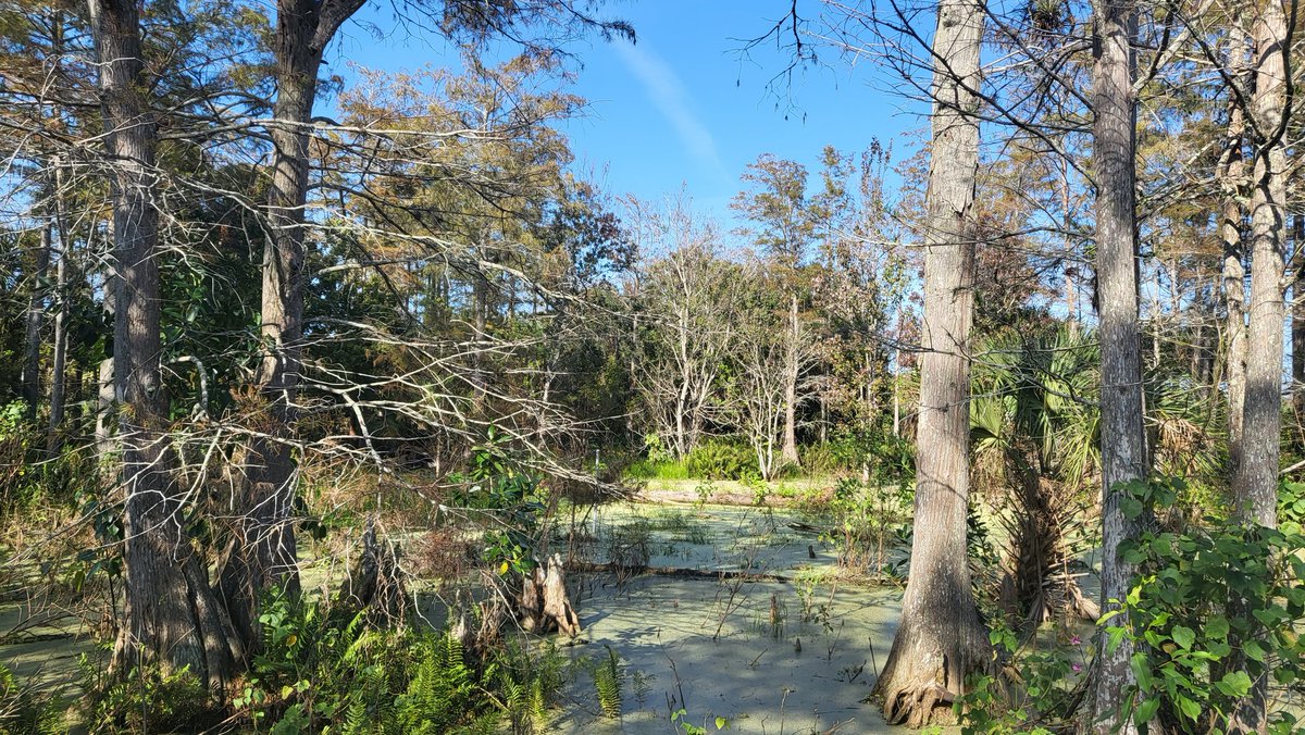 Florida is a weird beautiful place. Cyprus swamps are so different from the sandy beaches.

#FloridaGirl #Florida #floridamom #floridawriters