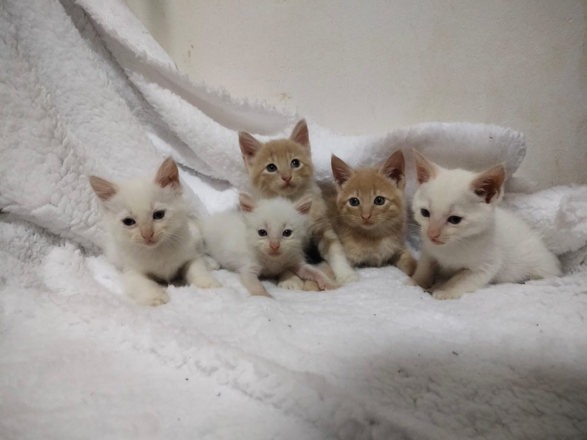 pawssperu's tweet photo. GATITOS EN ADOPCIÓN SÚPER RESPONSABLE!
Tienen descarte, desparasitados, saben usar el arenero. Tienen 1.5 mesesitos. Por favor compartir para que todos tengan una navidad hermosa y con familia ❤️❤️
Hay machitos. https://t.co/pcXFNIP9v1