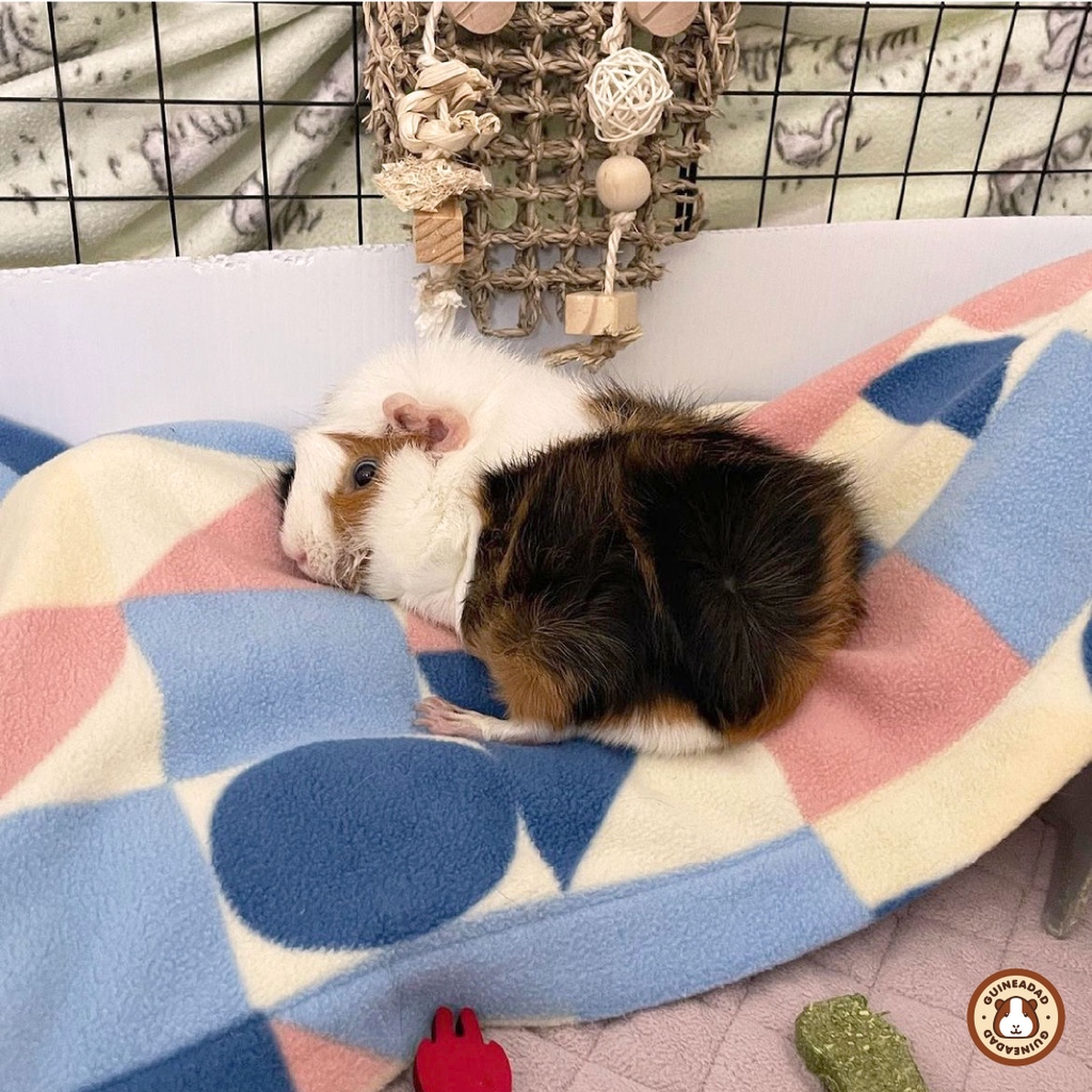 GuineaDad's tweet photo. Everyone look at our #GuineaDadModel of the week! Chewy is really enjoying our Premium Liner! @chewylouisthegp on IG!
☁ If you want your guinea pig to be as comfy as Chewy, click the link below to get your own GuineaDad Premium Liner!
https://t.co/AQ1Zh5JFbT https://t.co/FCzb6jLm5b