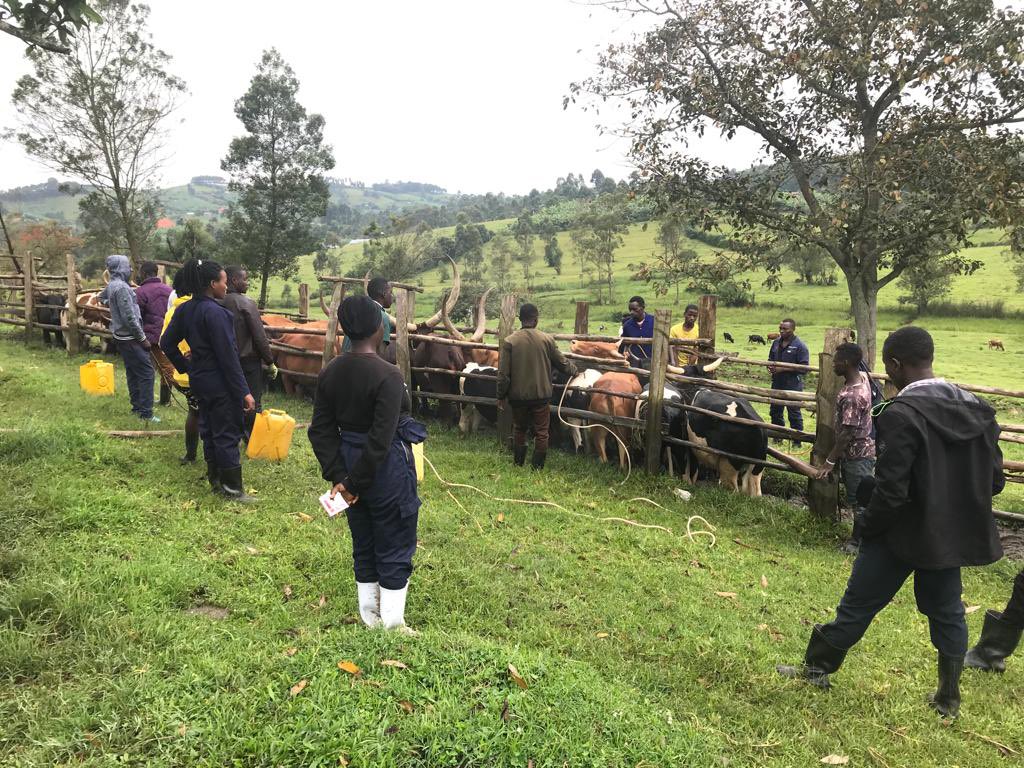 Stema Farms tweet media