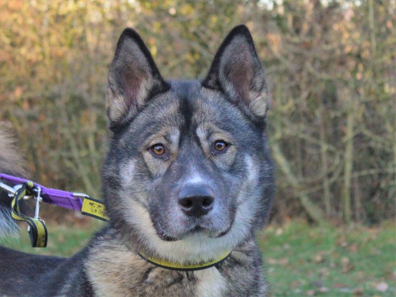 AdoptionsUk's tweet photo. Please retweet to help Shadow find a home #WESTMIDLANDS #UK 

Friendly Akita Cross aged 2-5. She can live with cats, dogs and children aged 10+🐶😺✅

DETAILS or APPLY👇
https://t.co/aLI1BUKvZf…

#Akita #pets #animals #dogs https://t.co/lqGf2GcpWf