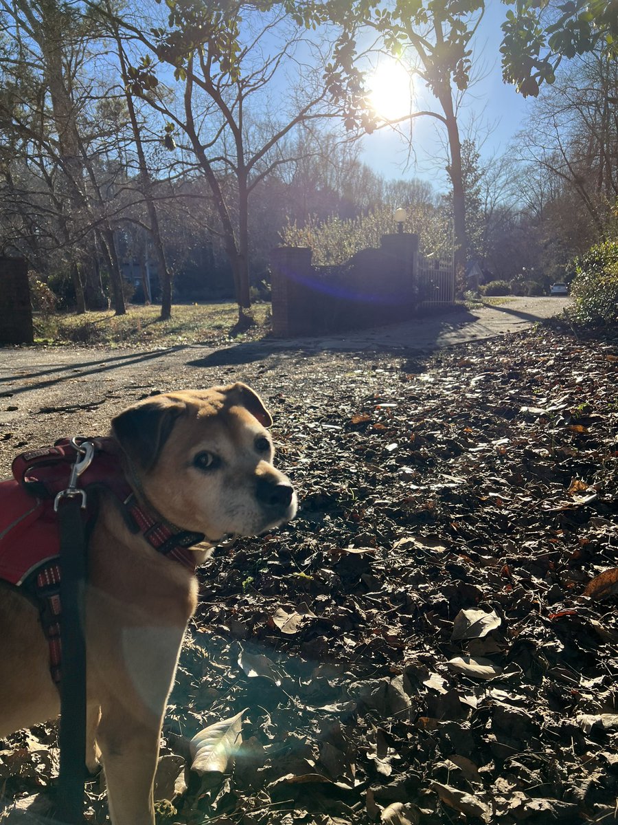 Some Sunday afternoon sunshine with KI4HHI and K9DOG #goruck #sunday #hike #hamradio 🏃‍♀️🏃🏻‍♂️🦮☀️